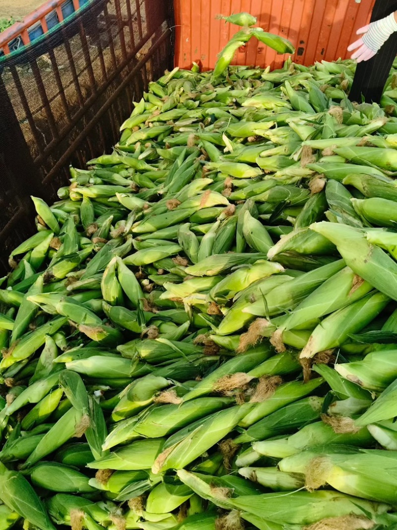 精品甜糯玉米大量上市。价格优惠。质量保证