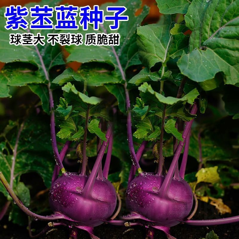紫苤兰种子水果紫色芥蓝球茎甘兰种籽脆嫩芥兰头菜种春秋蔬菜