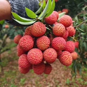 高州桂味荔枝现摘现发商超水果店电商一件代发批发精品果