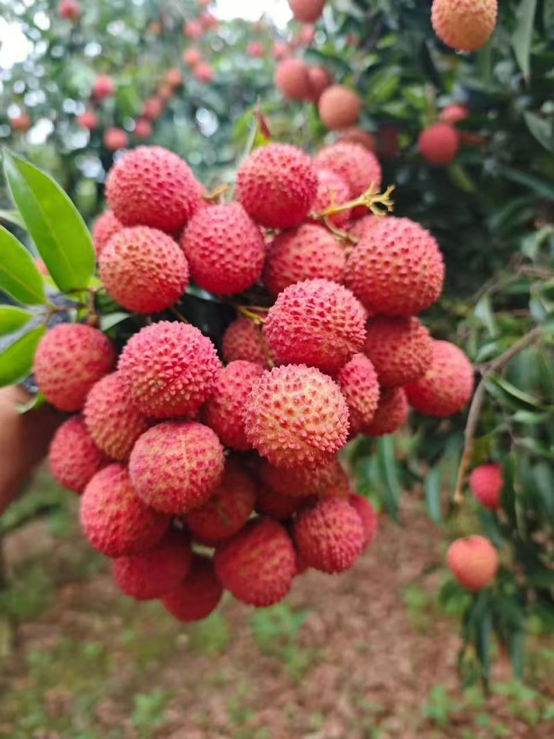 高州桂味荔枝现摘现发商超水果店电商一件代发批发精品果