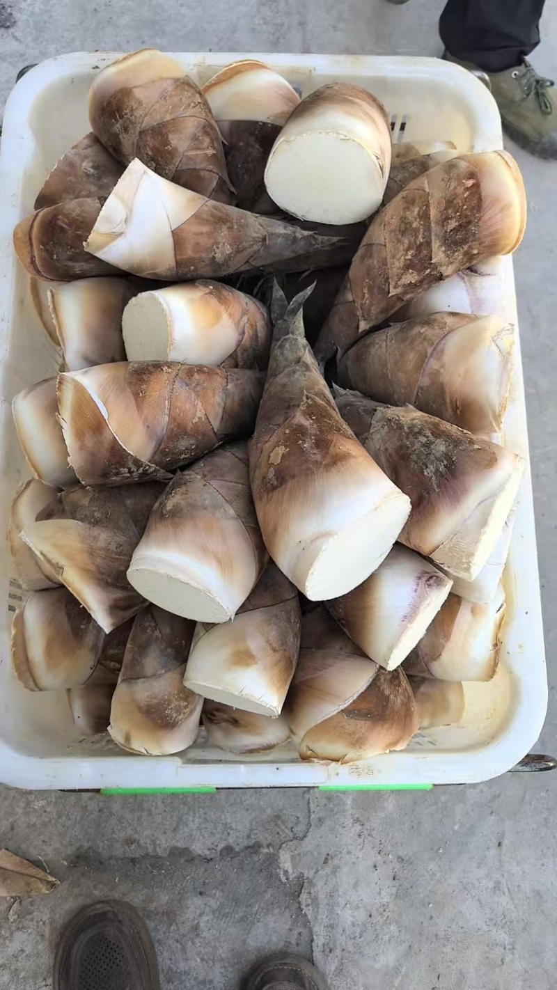 云南精品甜笋