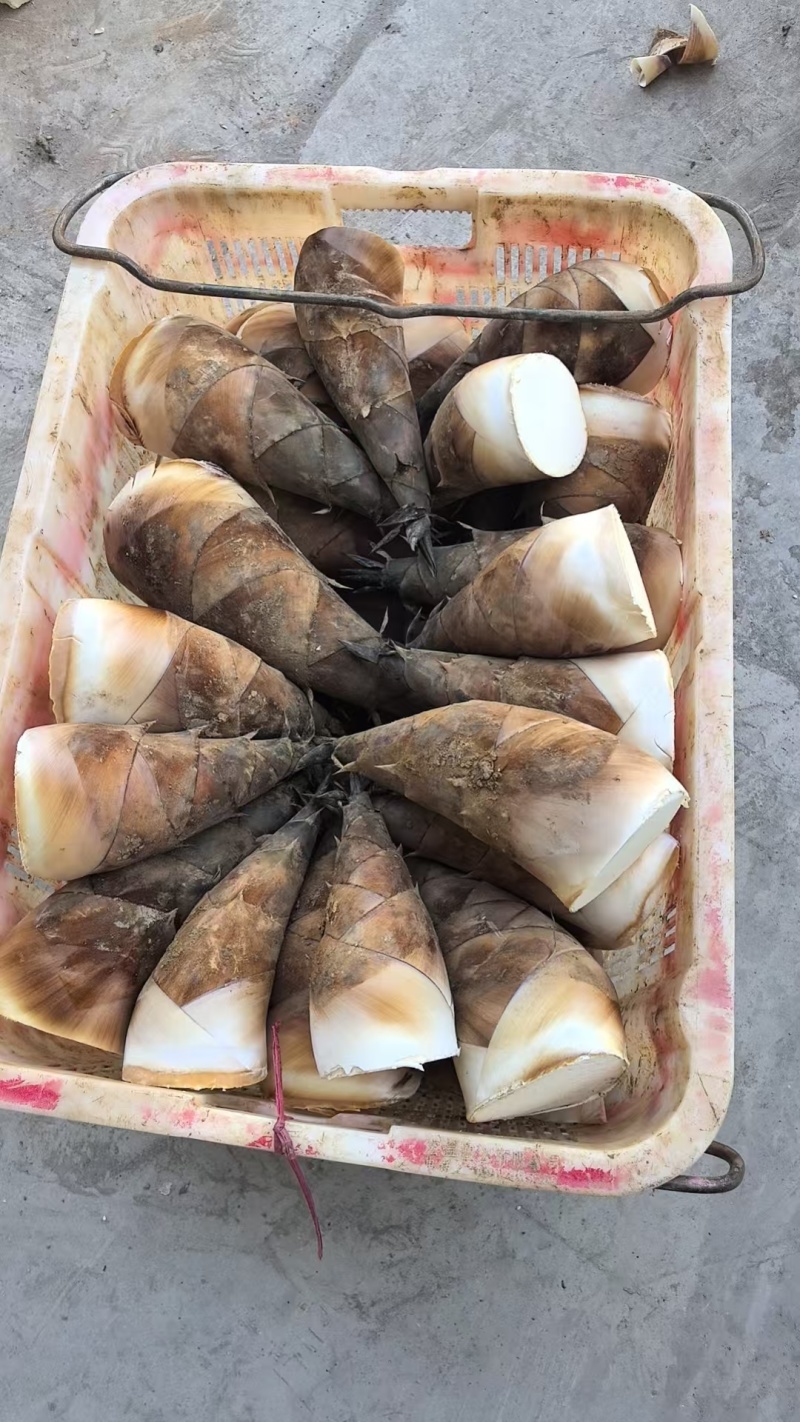 云南精品甜笋