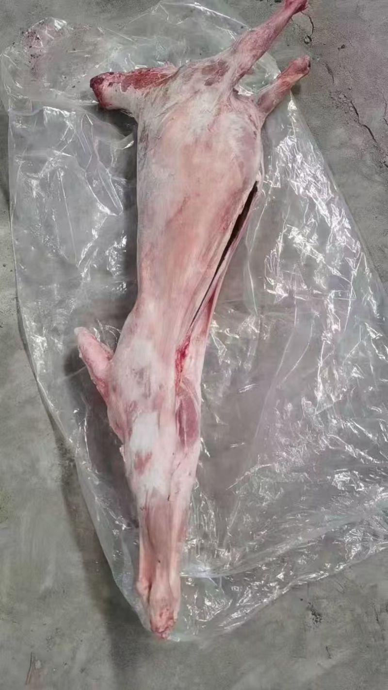 直条羊