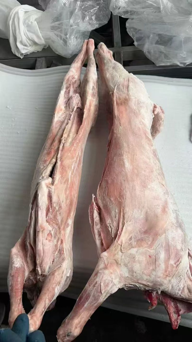 直条羊