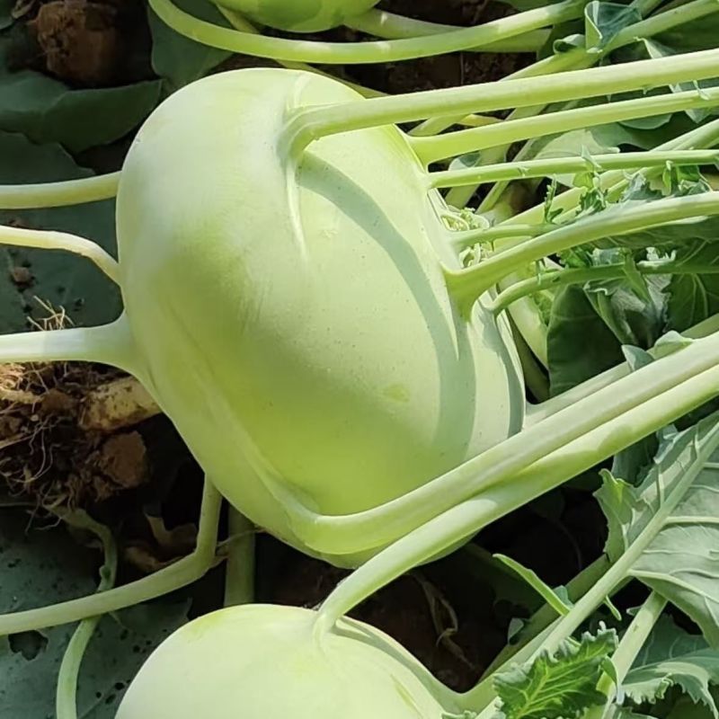 杂交苤种籽早熟皮薄肉质浅绿脆甜耐热苤兰菜种子基地专用