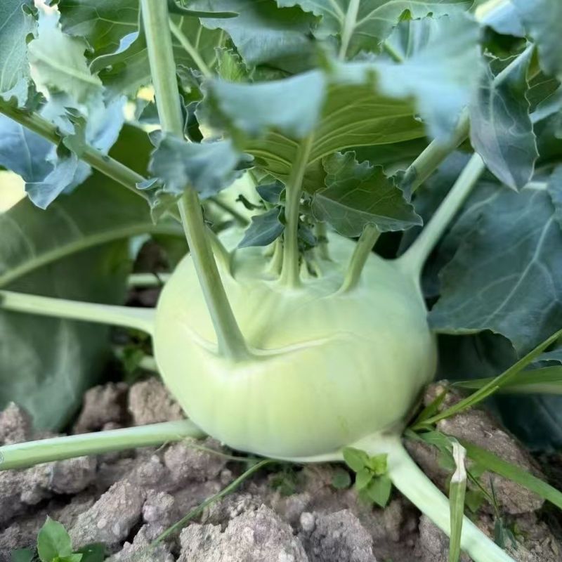 杂交苤种籽早熟皮薄肉质浅绿脆甜耐热苤兰菜种子基地专用