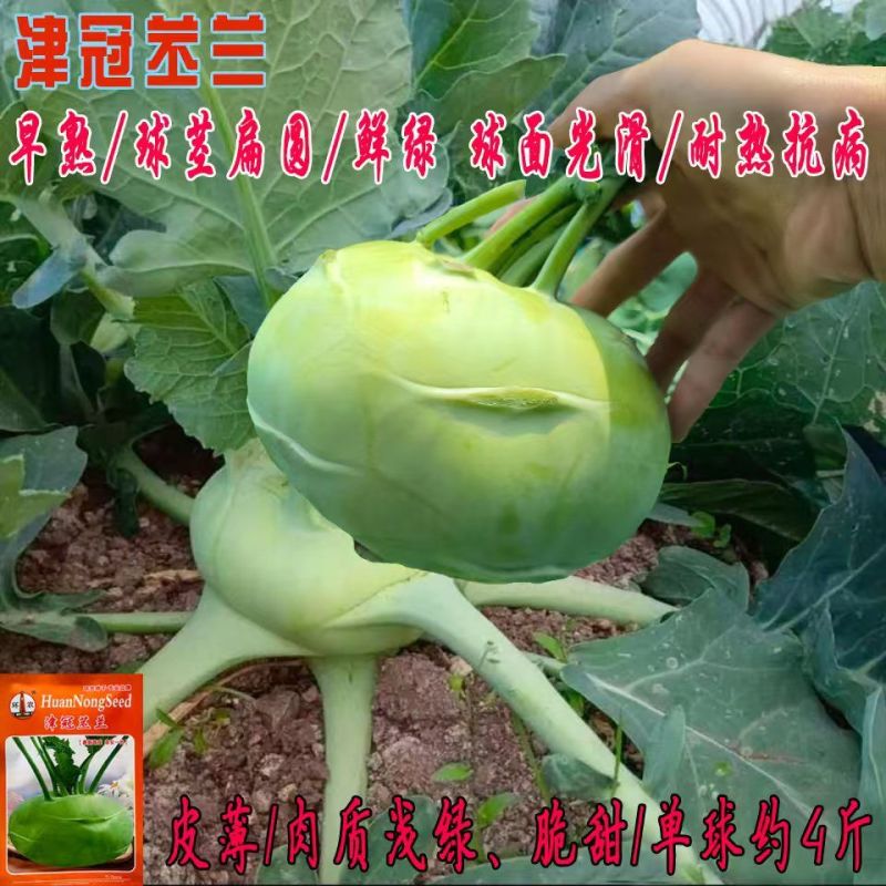 杂交苤种籽早熟皮薄肉质浅绿脆甜耐热苤兰菜种子基地专用
