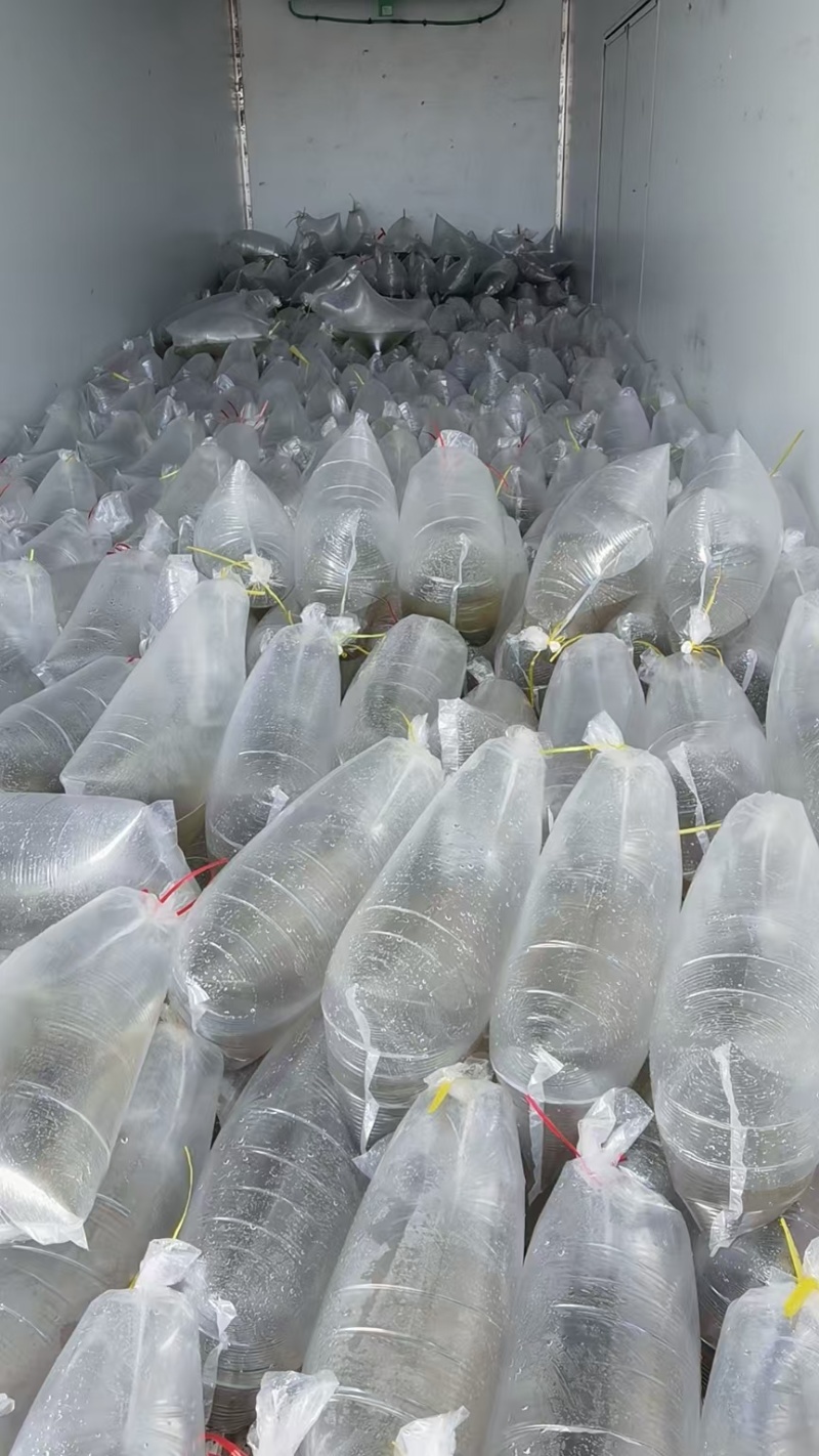 草鱼水花苗，长江草鱼苗，量大从优，欢迎老板视频看货