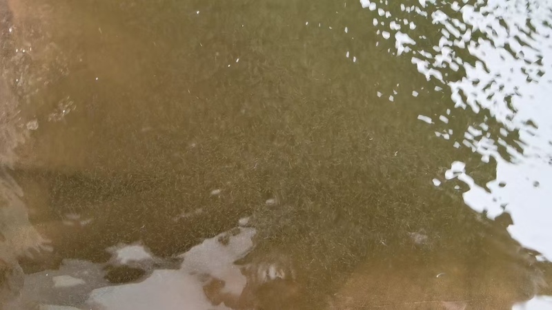 草鱼水花苗，长江草鱼苗，量大从优，欢迎老板视频看货