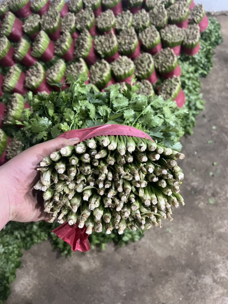 山东精品小叶香菜，新鲜上市，大棚种植，欢迎大家前来选购