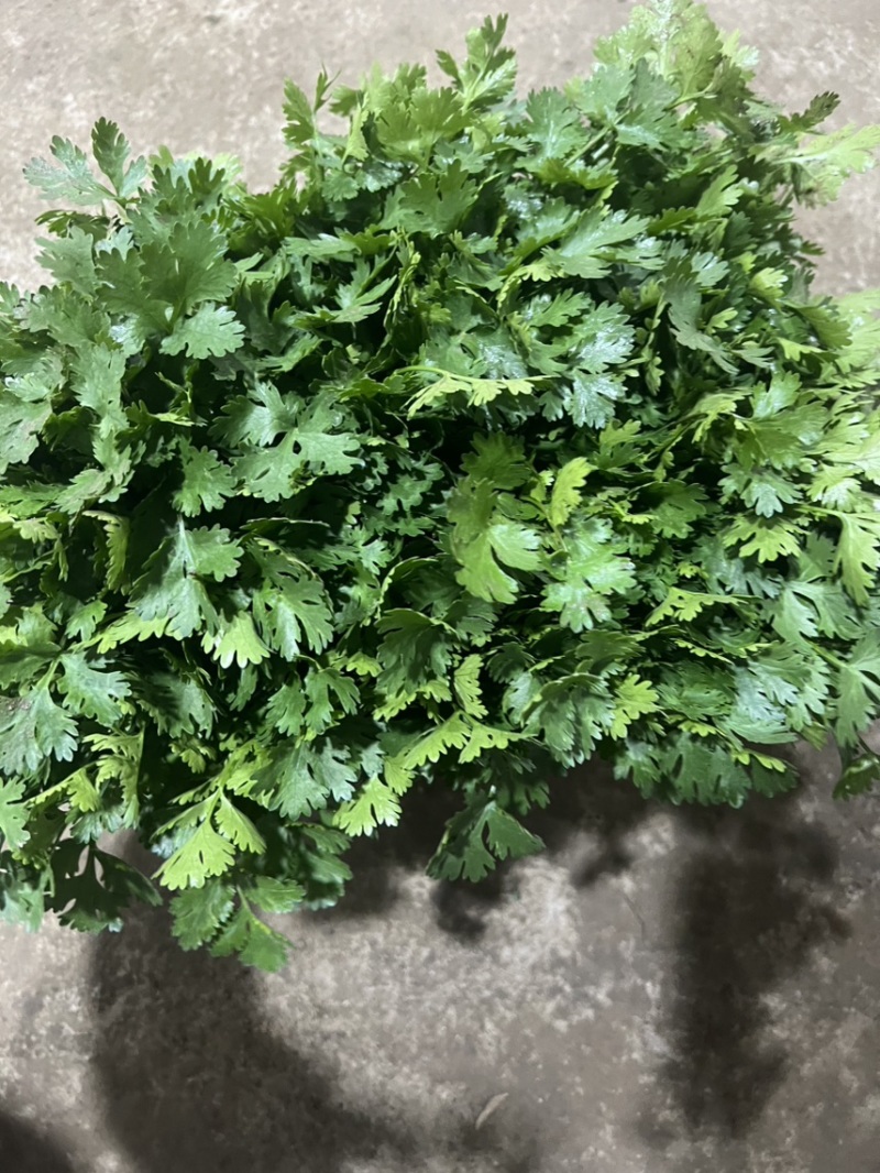 山东精品小叶香菜，新鲜上市，大棚种植，欢迎大家前来选购