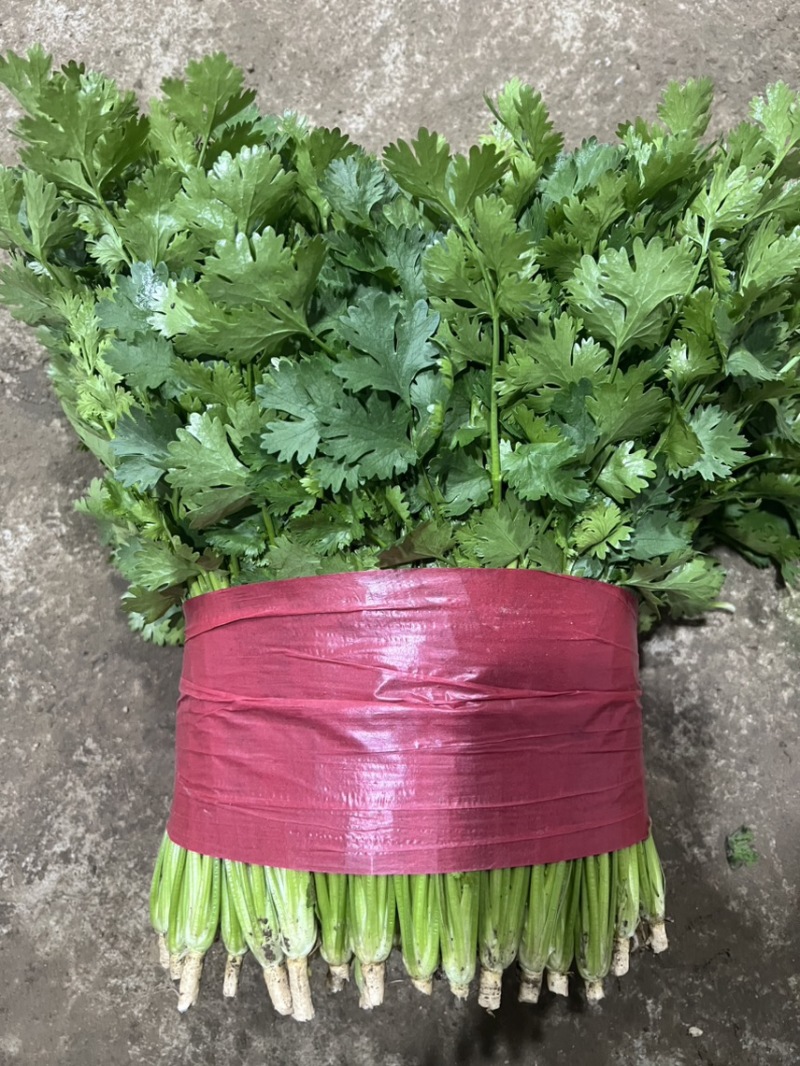 山东精品小叶香菜，新鲜上市，大棚种植，欢迎大家前来选购