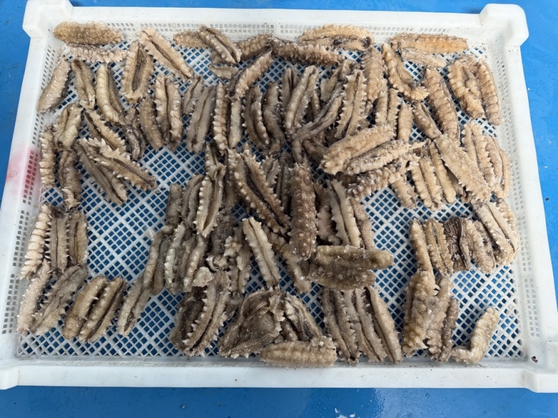 海参
