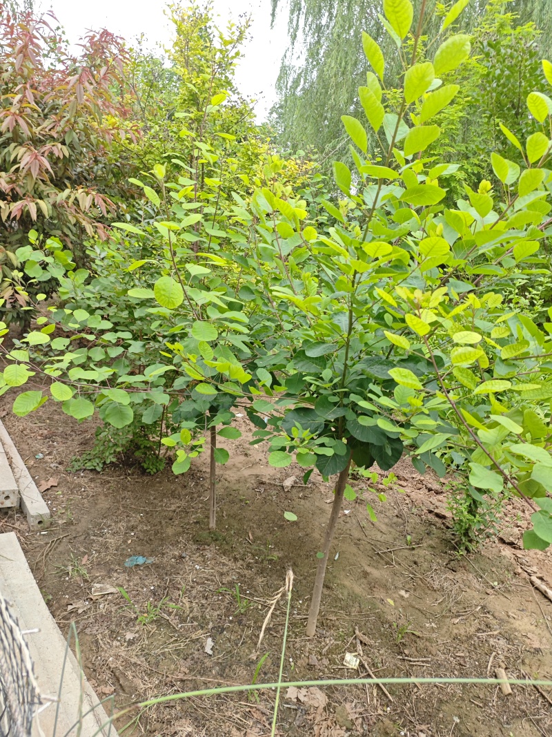 黄栌树苗基地，4~12公分的大量有货，欢迎咨询实地看货。