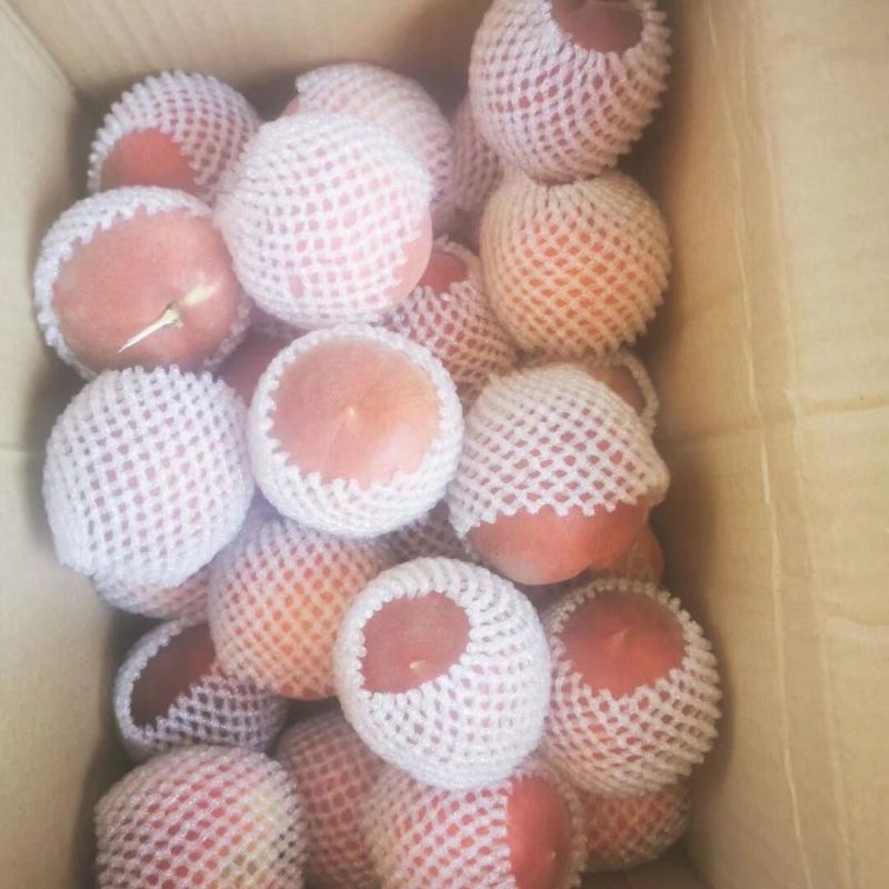 湖北突围桃/突围桃已大量上市基地供货，品质保证全国对接