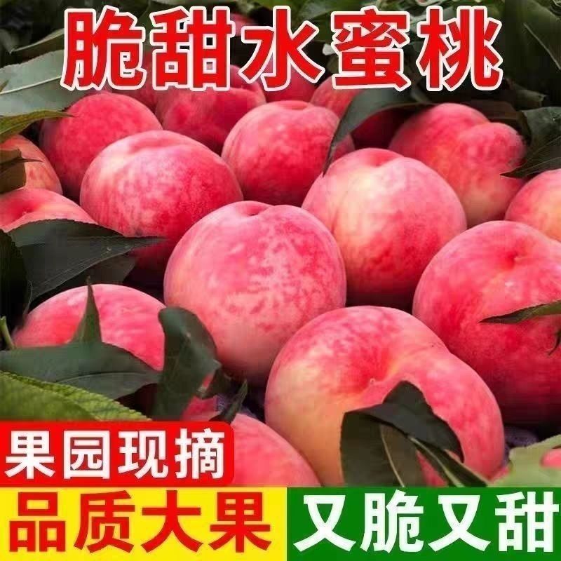 湖北突围桃/突围桃已大量上市基地供货，品质保证全国对接