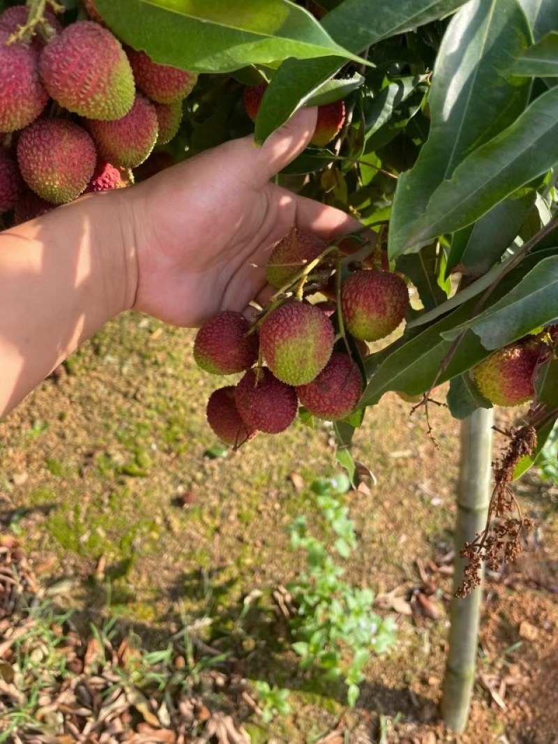 广西灵山妃子笑荔枝产地直发对接全国市场批发商