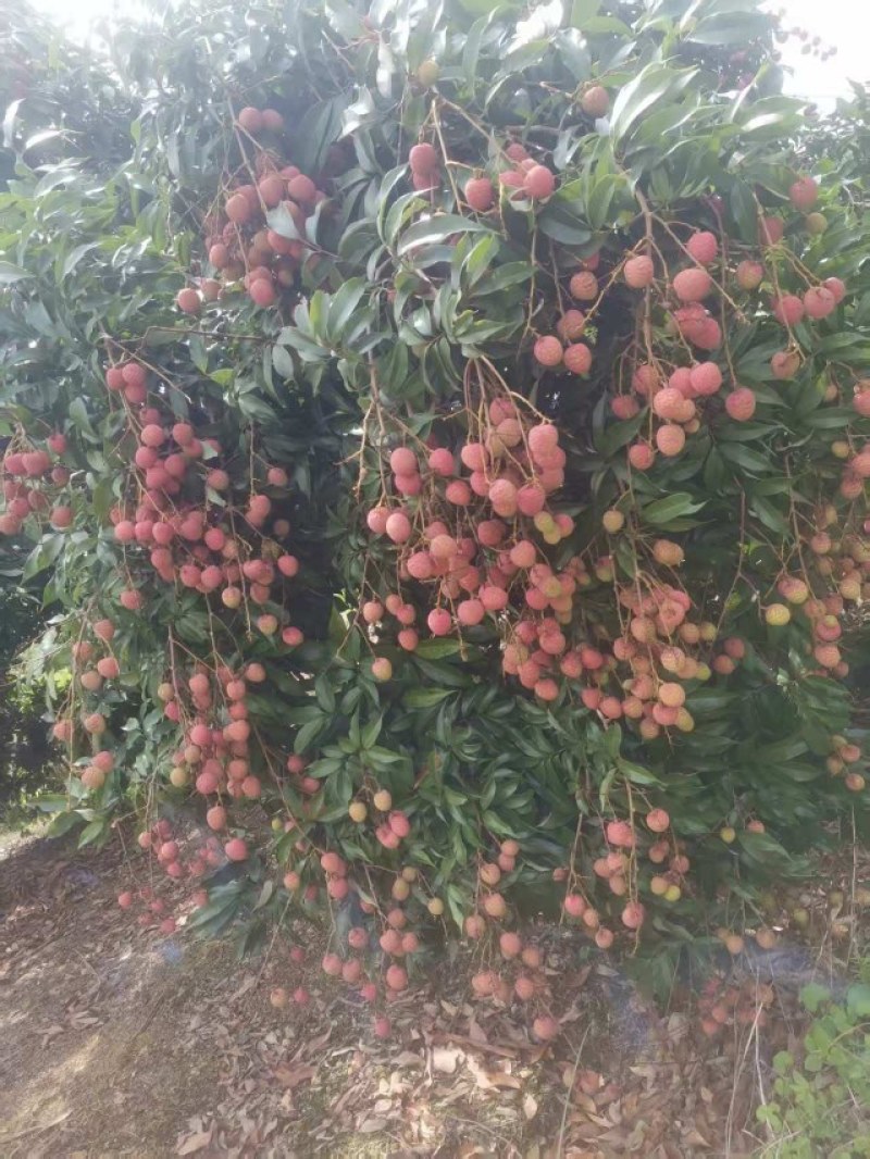 广西灵山妃子笑荔枝产地直发对接全国市场批发商