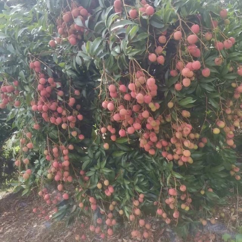 广西灵山妃子笑荔枝产地直发对接全国市场批发商