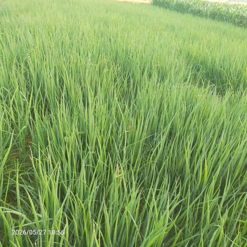 章丘大葱，葱苗