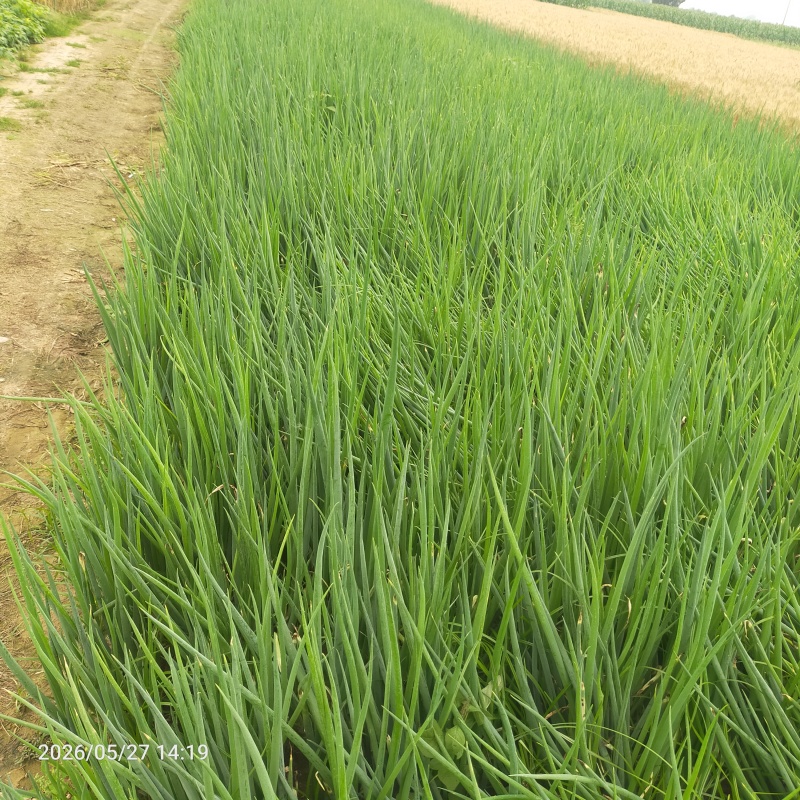 章丘大葱，葱苗