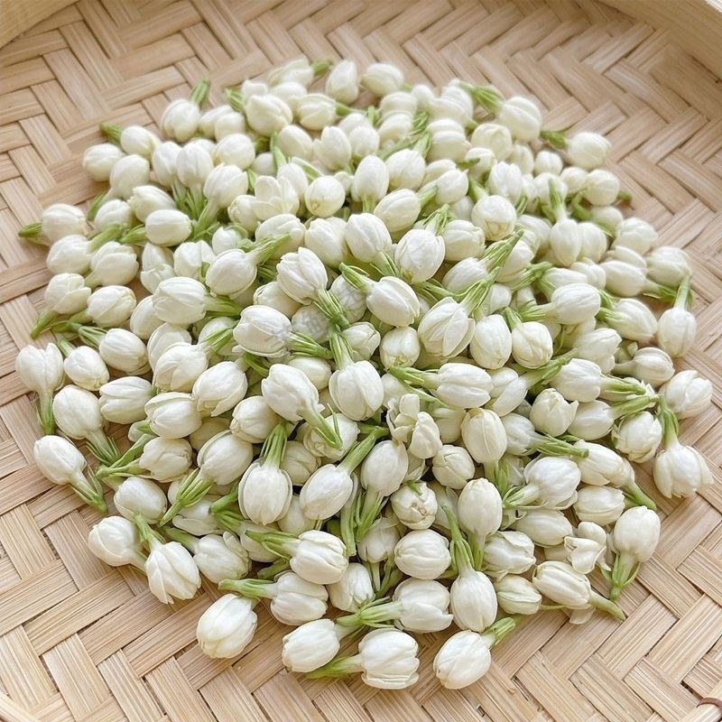 广西横县茉莉花包产地直采供新鲜饱满现摘现发