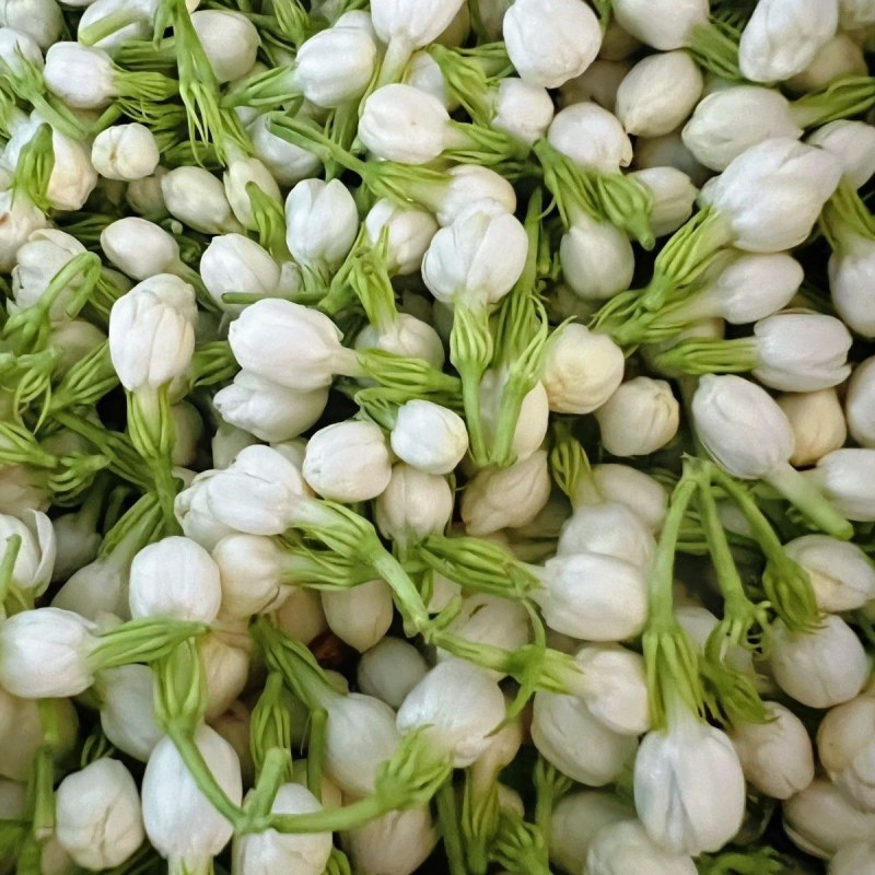 广西横县茉莉花包产地直采供新鲜饱满现摘现发