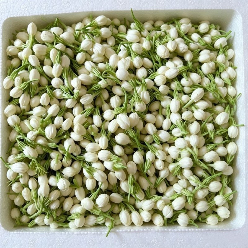 广西横县茉莉花包产地直采供新鲜饱满现摘现发