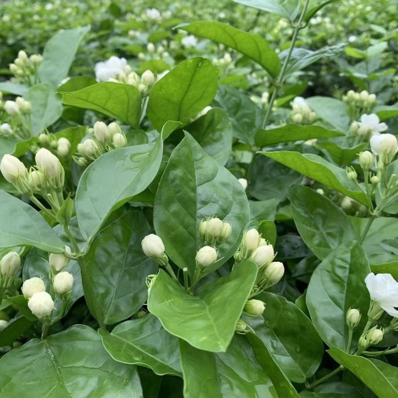 广西横县茉莉花包产地直采供新鲜饱满现摘现发
