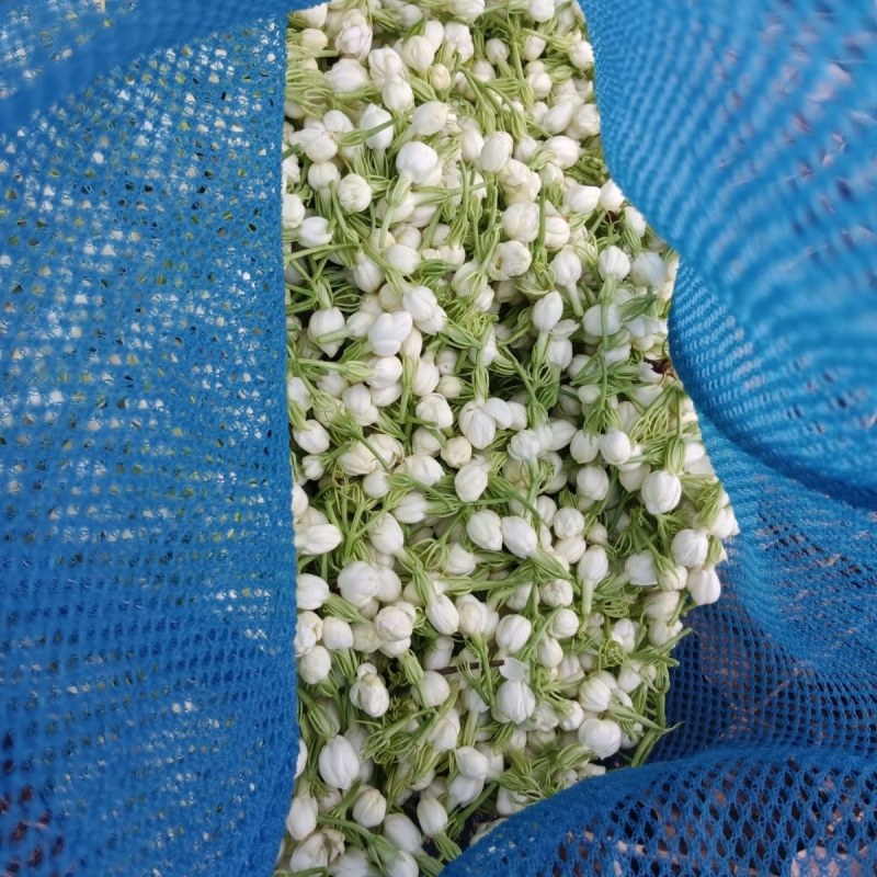 广西横县茉莉花包产地直采供新鲜饱满现摘现发