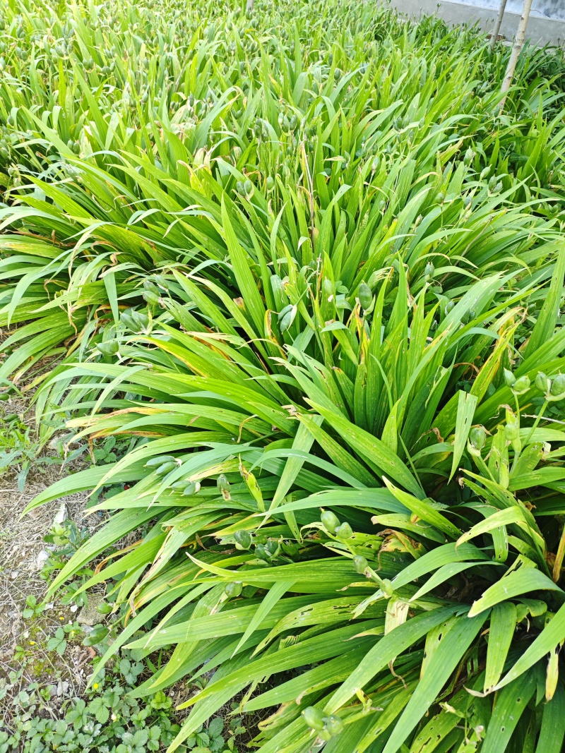 鸢尾苗圃直发，欢迎打电话咨询，欢迎到苗圃看货