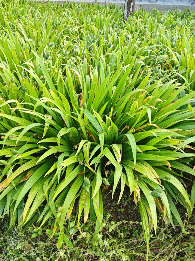 鸢尾苗圃直发，欢迎打电话咨询，欢迎到苗圃看货
