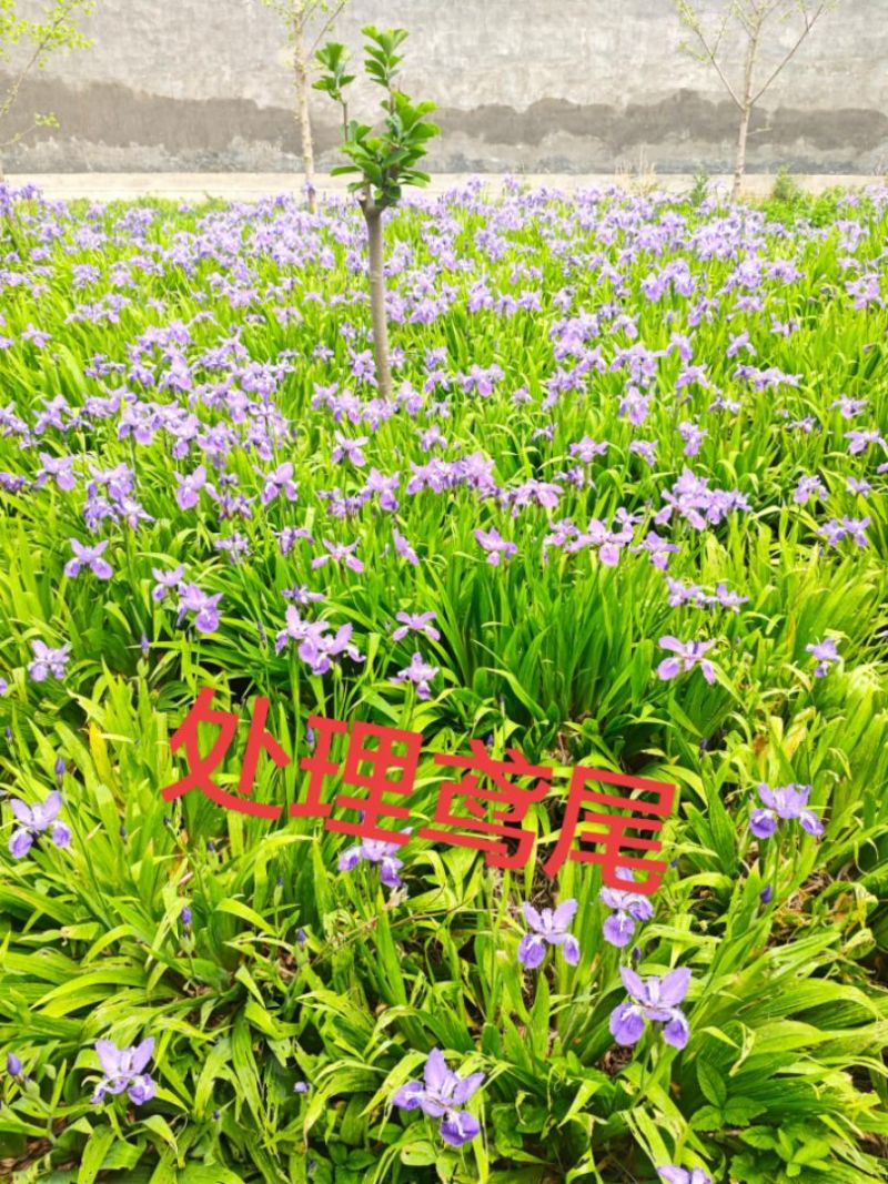 鸢尾苗圃直发，欢迎打电话咨询，欢迎到苗圃看货