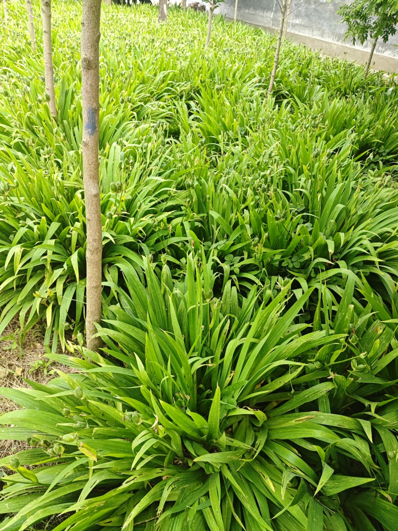 鸢尾苗圃直发，欢迎打电话咨询，欢迎到苗圃看货