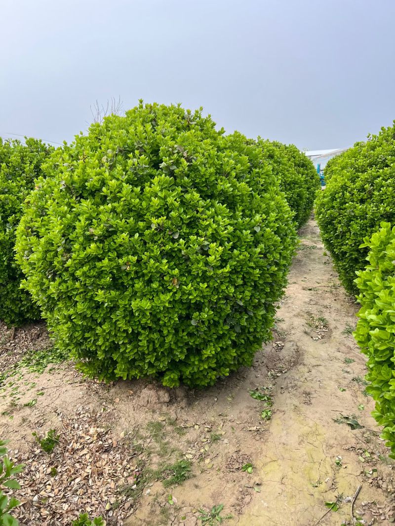 卫矛球50~1.8的大量有货，苗圃直供欢迎实地看货