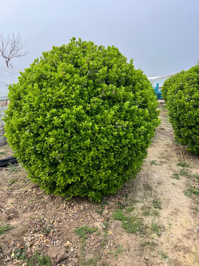 卫矛球50~1.8的大量有货，苗圃直供欢迎实地看货
