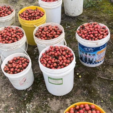 小番茄