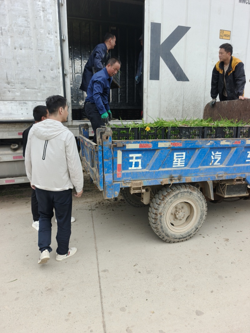 金娃娃萱草