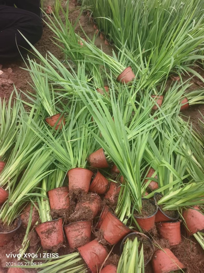 黄菖蒲，黄花鸢尾，水生植物，