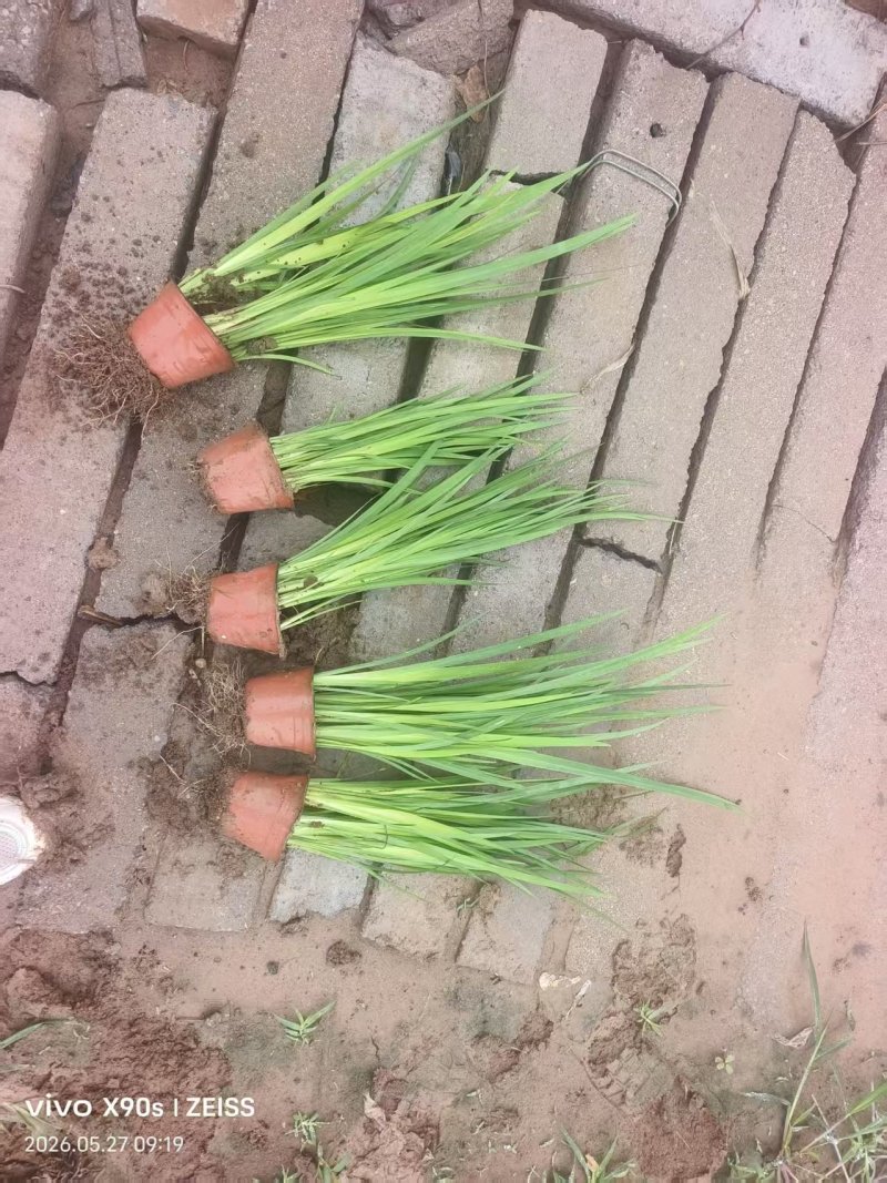 黄菖蒲，黄花鸢尾，水生植物，