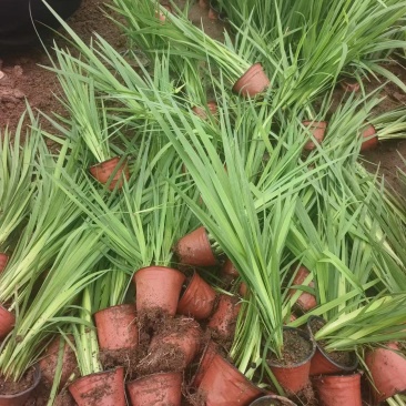 黄菖蒲，黄花鸢尾，水生植物，
