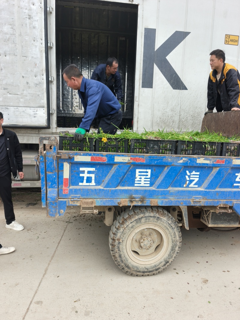 金娃娃萱草