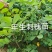 刺槐