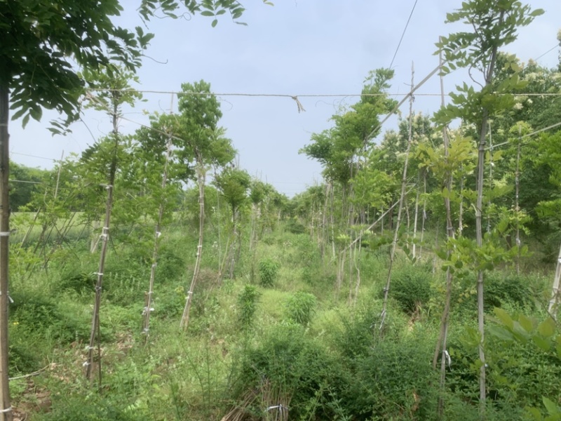 日系紫藤