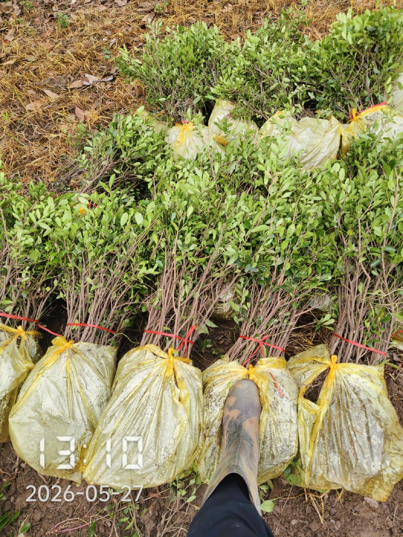 蚊母苗，蚊母，小叶蚊母，中华小叶蚊母苗，根须发达