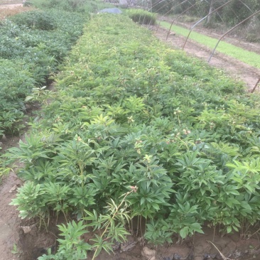 营养钵装多枝2年芍药花，单花