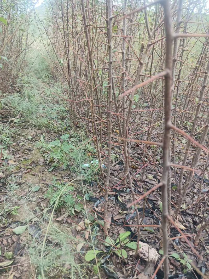 山杏杯苗