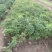 营养钵装多枝2年芍药花，单花