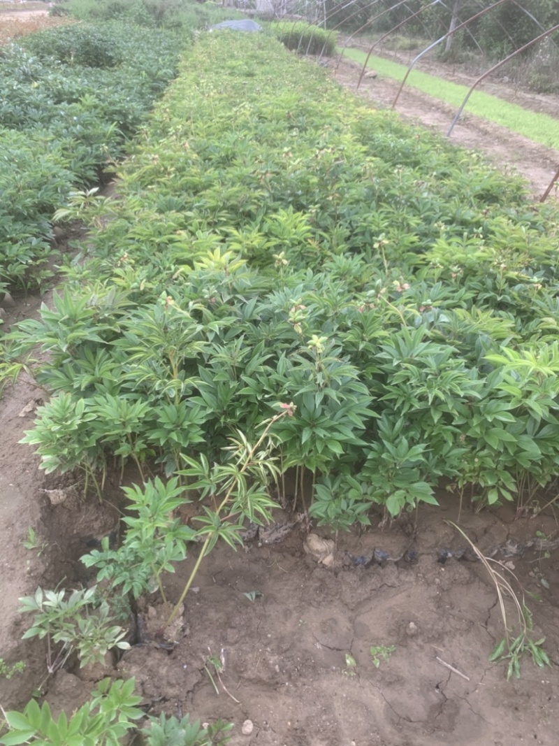 营养钵装多枝2年芍药花，单花