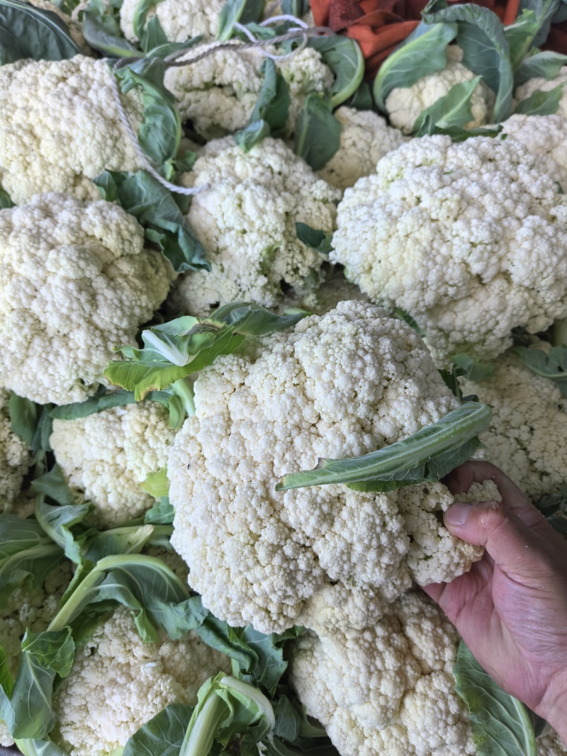 张家口精品有机花菜大量有货供应，青梗白面，全国发货